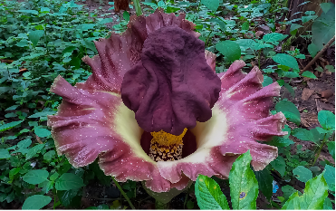 Elephant Foot Yam