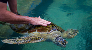 Resident Marine Biologist & Resident Naturalist