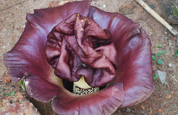 Elephant Foot Yam