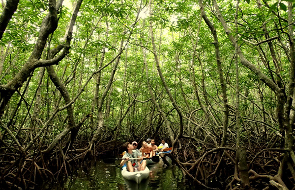 Mangrove Kayak