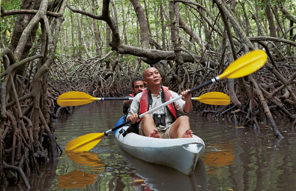 Mangrove Kayak