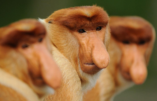 Proboscis Monkeys