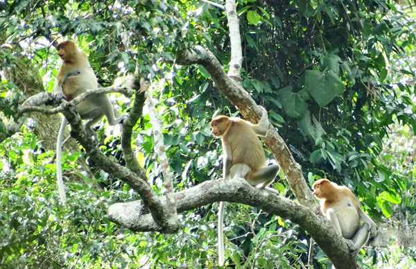 Proboscis Monkeys