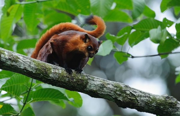 Red Giant Flying Squirrels