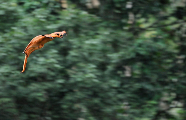 Red Giant Flying Squirrels